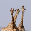 Zuid Afrika safari Kruger giraffen